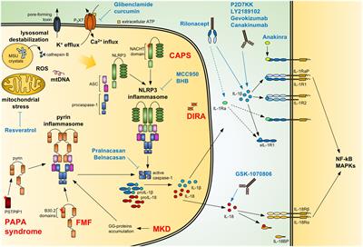 Potential of IL-1, IL-18 and Inflammasome Inhibition for the Treatment of Inflammatory Skin Diseases